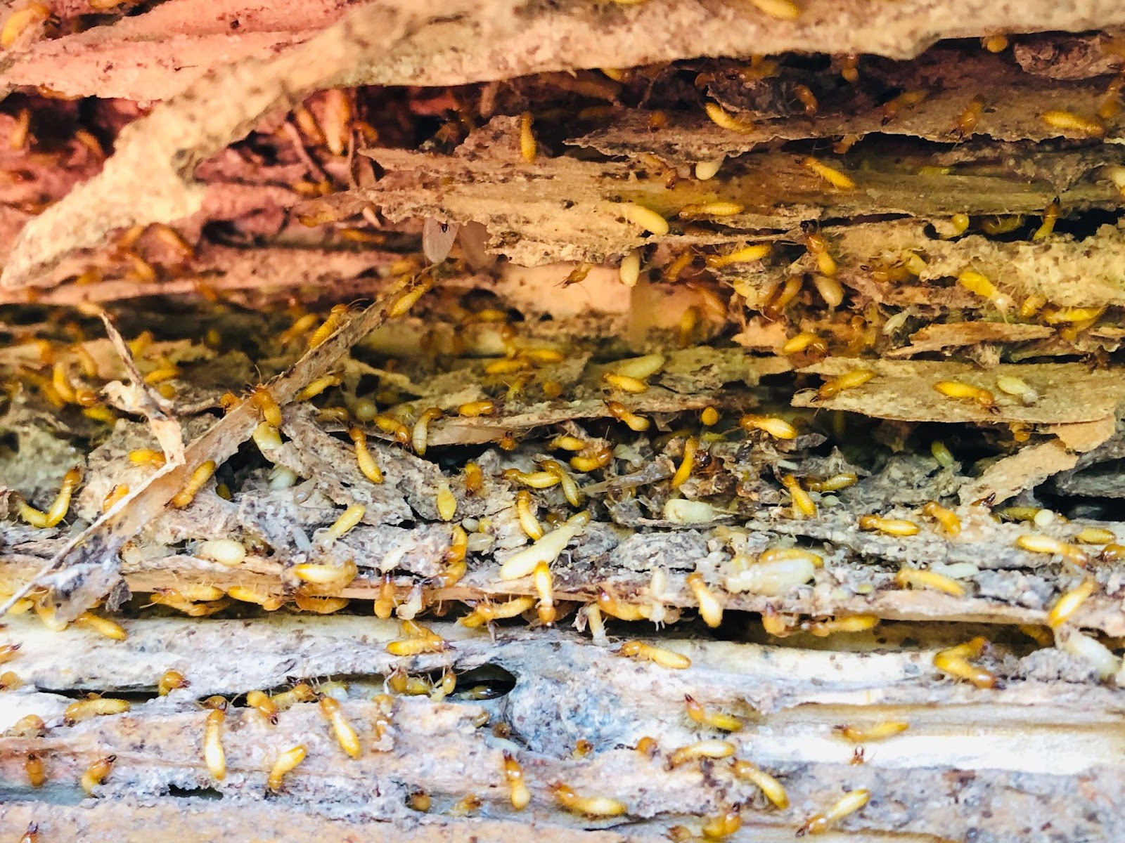 Close-up of a termite infestation inside damaged wood.