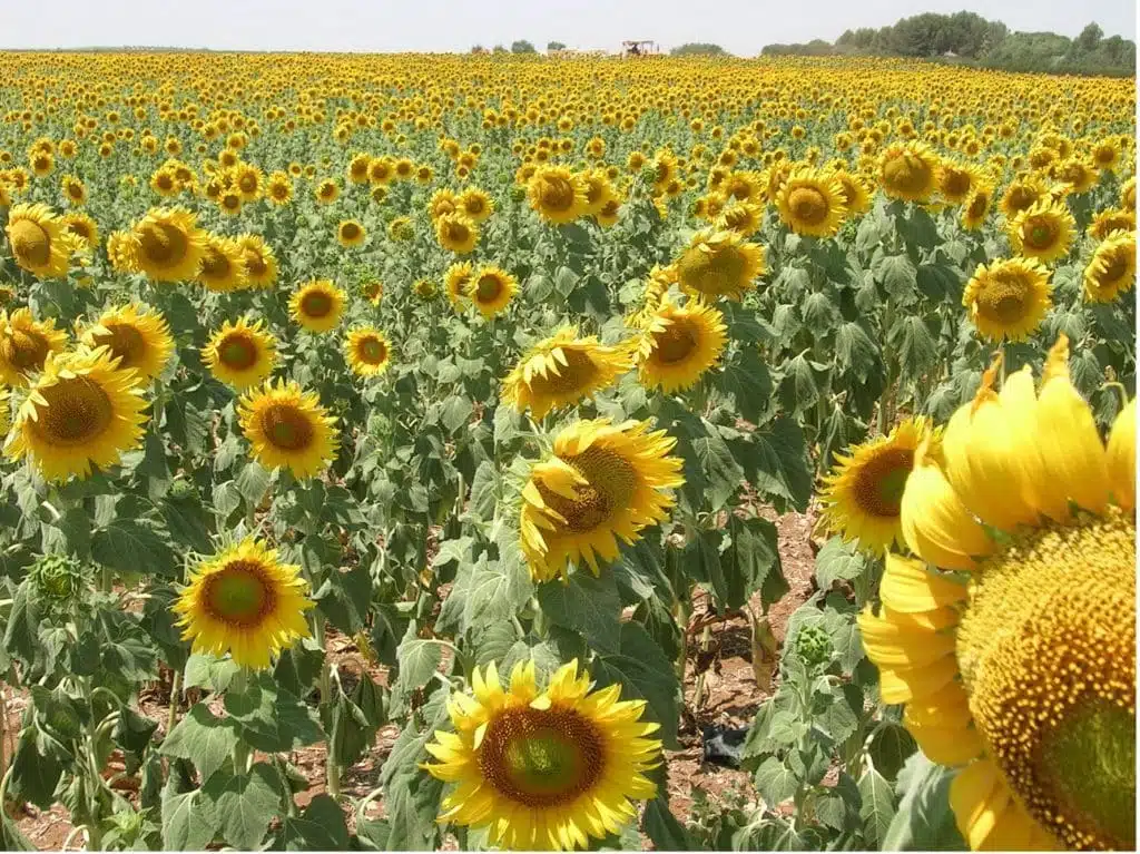 Quelles sont les principales floraisons pour la récolte de miel d’été ? - PLANTES MELLIFÈRES