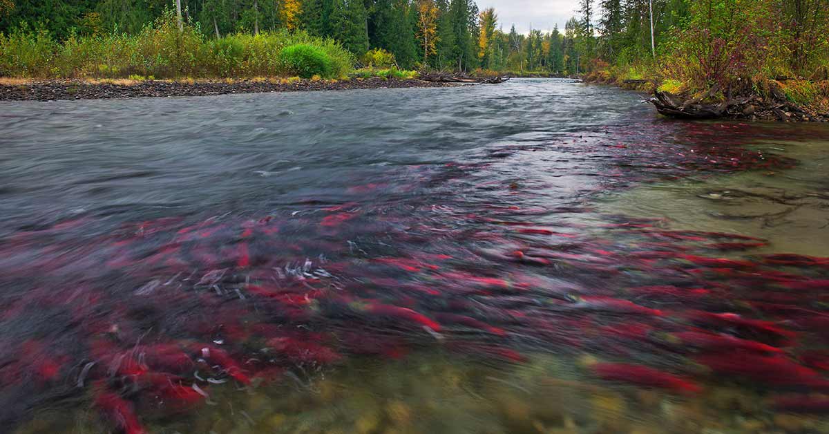 Watching Salmon Spawning for fall in Vancouver