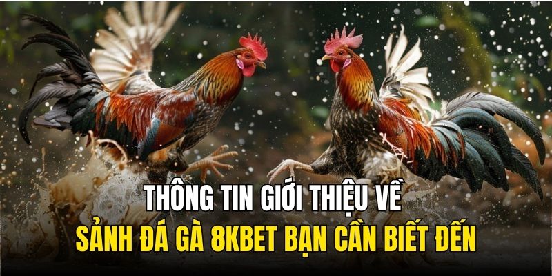 Đá gà 8KBet – Đẳng cấp không chỉ nằm ở trận đấu