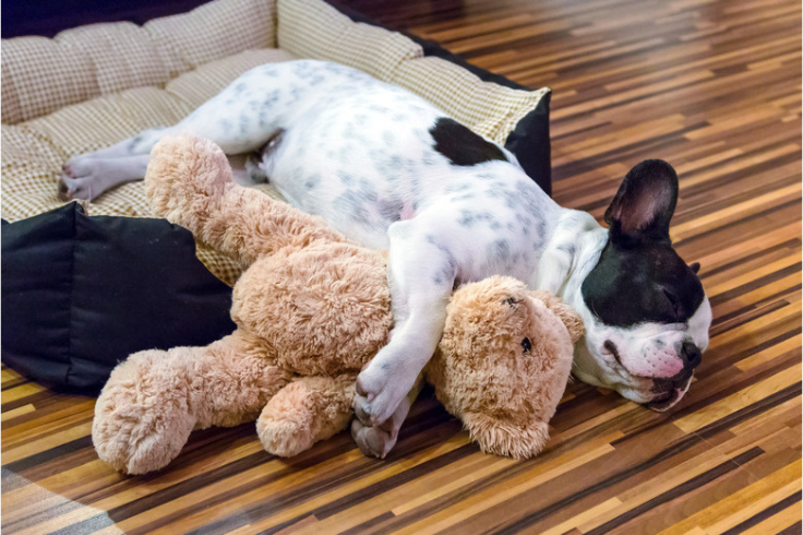 a puppy lying on the floor while hugging a brown teddy bear