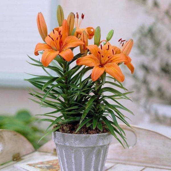 Chậu hoa ly cam rực rỡ, xinh đẹp mãn nhãn