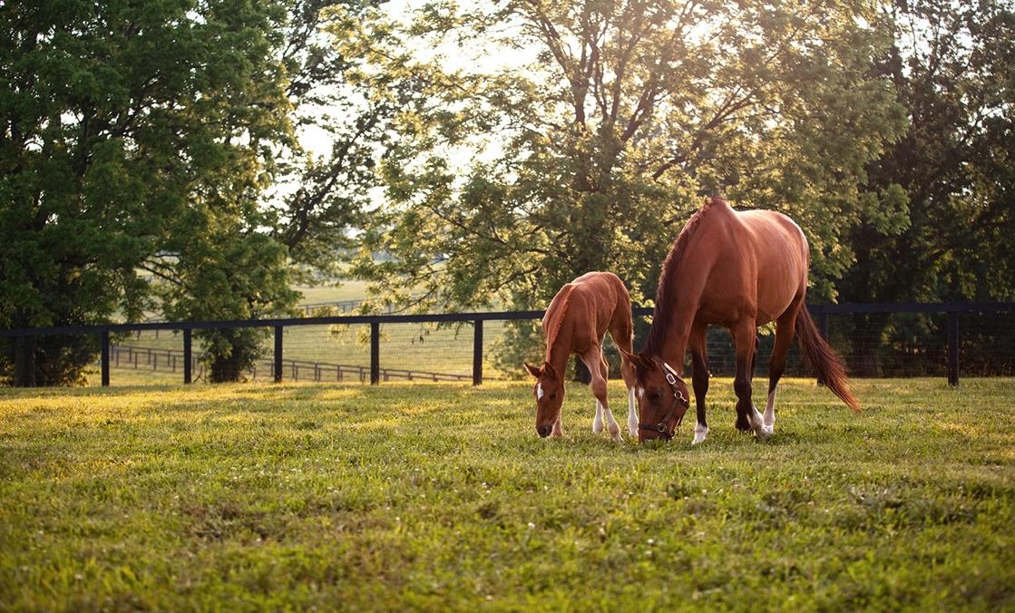 A horse and foal grazing in a pasture

Description automatically generated