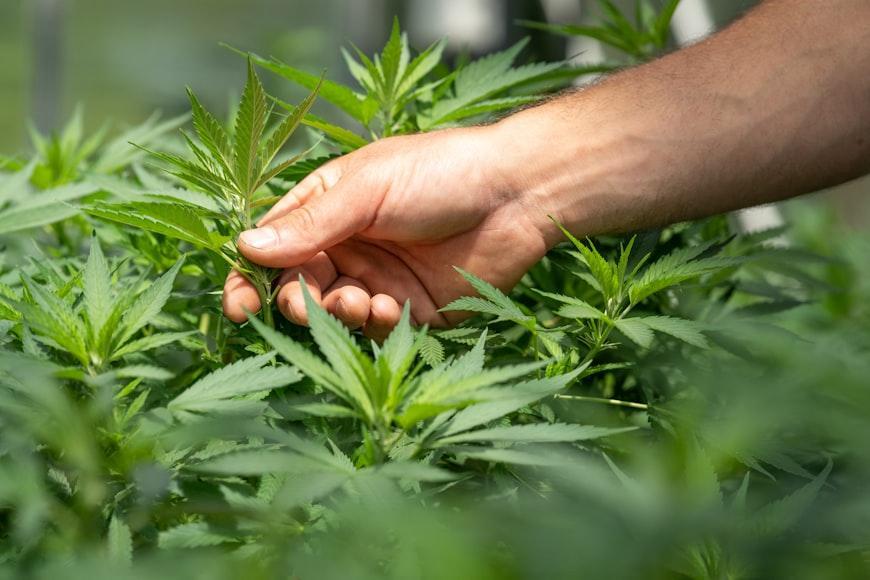 a cannabis farmer tending his cannabis plants