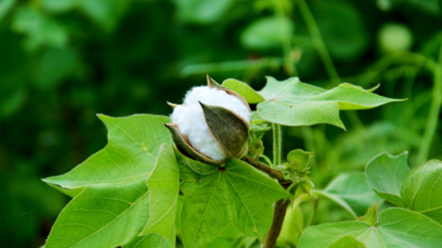 Patanjali's holistic farming techniques and the benefits a cotton farmer reaped