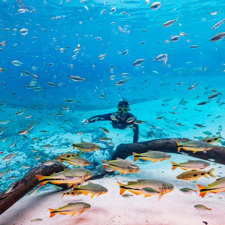 Mergulhador explorando um recife de corais repleto de peixes coloridos na água cristalina do oceano, ideal para turismo de aventura e ecoturismo.