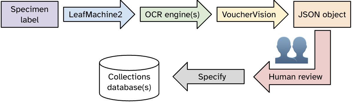 Diagram of the workflow from specimen label through LeafMachine2, OCR engine(s), and VoucherVision to create the JSON object, which is then reviewed by humans before feeding it into Specify for it to reside in the collections database(s).