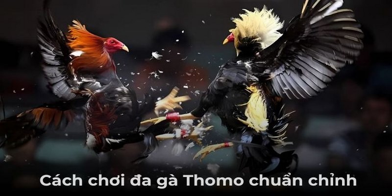 Đá gà Thomo quy định thắng thua trong mỗi trận đấu chi tiết