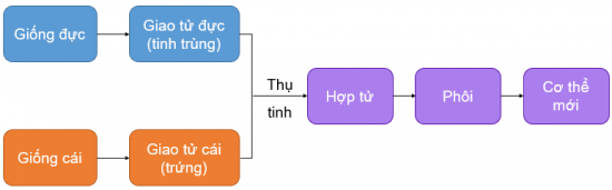 CHỦ ĐỀ 10. SINH SẢN Ở SINH VẬTBÀI 37: SINH SẢN Ở SINH VẬT1. KHÁI NIỆM SINH SẢNCâu 1: Quan sát Hình 37.1 và 37.2, em có nhận xét gì về số lượng bố mẹ tham gia sinh sản, đặc điểm cơ thể con ở sư tử và cây dâu tằm? Lấy ví dụ về sinh sản ở một số loài sinh vật khác.Đáp án chuẩn:Sinh sản ở sư tử gồm 1 bố và 1 mẹ, con sinh ra mang đặc điểm của cả bố lẫn mẹ. Sinh sản ở cây dâu tằm chỉ gồm 1 mẹ, đặc điểm của cây con giống hệt cây mẹ.VD: sinh sản ở dâu tâyCâu 2: Dự đoán hình thức sinh sản ở sư tử và cây dâu tằm.Đáp án chuẩn:Sư tử sinh sản hữu tính, dâu tây sinh sản vô tính.Luyện tập: Hình ảnh nào trong hai hình ảnh sau thể hiện sự sinh sản ở sinh vật? Giải thích.Đáp án chuẩn:Hình ảnh vịt mẹ và đàn vịt con vì có sự tăng lên về số lượng cá thể mới (vịt con). 2. SINH SẢN VÔ TÍNH Ở SINH VẬTQuan sát Hình 37.3 và trả lời câu 3,4:Câu 3: Nhận xét về sinh sản ở trùng biến hình bằng cách hoàn thành bảng sau:Đáp án chuẩn:Số cá thể tham gia sinh sản1 cá thểSố cá thể con sau sinh sản2 cá thểĐặc điểm cá thể conGiống hệt cá thể mẹ ban đầuCâu 4: Ở trùng biến hình, trong sinh sản có sự kết hợp giữa giao tử đực và giao tử cái hay không? Vì sao?Đáp án chuẩn:Không có vì chỉ có một cơ thể ban đầu phân chia cho hai cơ thể con.Câu 5: Quan sát Hình 37.4, hãy cho biết sinh sản ở cây dây nhện có điểm gì khác với sinh sản ở trùng biến hình.Đáp án chuẩn:Cây con của cây dây nhện được tạo ra từ một bộ phận của cây mẹ. Trùng biến hình: cá thể con được tạo ra trực tiếp từ cơ thể mẹ.Câu 6: Quan sát Hình 37.2 và 37.5, hãy cho biết cây con được hình thành từ bộ phận nào bằng cách hoàn thành bảng sau:Đáp án chuẩn:Đại diệnCây con phát triển từ bộ phận nào của cây?Cây dâu tâyNhánh nhỏ trên thânCây thuốc bỏngMép láCây khoai langChồi non trên củCây nghệChồi non trên củCâu 7: Em hãy nhận xét đặc điểm và số lượng cây con trong Hình 37.5 và nêu vai trò của sinh sản vô tínhĐáp án chuẩn:Cây con sinh ra giống nhau và giống cây mẹ, số lượng nhiều → giúp tạo ra số lượng lớn cá thể mới trong thời gian ngắn mà vẫn duy trì được một số đặc điểm tốt của cơ thể mẹ.Câu 8: Sinh sản sinh dưỡng là gì?Đáp án chuẩn:Là hình thức sinh sản mà cơ thể mới được hình thành từ một bộ phận (rễ, thân, lá) của cơ thể mẹ.Luyện tập: Nếu cắt từng lát cây khoai tây như hình bên cạnh thì mầm trên củ khoai tây có phát triển thành cây con được không? Vì sao?Đáp án chuẩn:Không thể vì lượng chất dinh dưỡng ở một lát khoai tây không đủ để nảy mầm, sinh trưởng và phát triển. Câu 9: Quan sát Hình 37.6, hãy mô tả sinh sản vô tính ở thuỷ tức và giun dẹp. Gọi tên hình thức sinh sản vô tính phù hợp với mỗi loại.Đáp án chuẩn:- Thuỷ tức: cơ thể mới được hình thành từ chồi con mọc lên cơ thể mẹ, chồi lớn lên có thể tách khỏi cơ thể mẹ → Sinh sản vô tính nảy chồi.- Giun dẹp: cơ thể mới được hình thành từ phân mảnh cơ thể mẹ → Sinh sản vô tính phân mảnh.Câu 10: Dự đoán đặc điểm cơ thể con so với nhau và so với cơ thể ban đầu.Đáp án chuẩn:Cơ thể con giống nhau và giống với cơ thể ban đầu.Luyện tập:Lấy một số ví dụ về hình thức sinh sản vô tính ở sinh vật.Vẽ sơ đồ một hình thức sinh sản vô tình và mô tả bằng lời.Đáp án chuẩn:Ví dụ:Vô tính nảy chồi: khoai tây, gừng, thuỷ tức, san hô,...Vô tính phân đôi: trùng đế giày, trùng biến hình,...Vô tính phân mảnh: bọt biển, giun dẹp,...Sơ đồ:San hô sinh sản vô tính bằng cách mọc chồi. Cơ thể con mọc lên từ cơ thể mẹ nhưng không tách rời mà dính liền vào cơ thể mẹCâu 11: Quan sát Hình 37.7 đến 37.10, đọc đoạn thông tin và nêu một số ứng dụng của sinh sản vô tính trong thực tiễn.Đáp án chuẩn:Nhân giống cây trồng bằng: giấm cành, chiết cành, ghép cành, nuôi cấy tế bào/mô ở thực vật.Câu 12: Nêu cơ sở khoa học của các hình thức nhân giống vô tính cây trồngĐáp án chuẩn:Quá trình nguyên phân tế bào và đặc điểm của tế bào thực vật theo nguyên tắc tính toàn năng và khả năng biệt hóa của tế bào.Luyện tập: Trong thực tiễn, con người sử dụng phương pháp giấm cành, chiết cành, ghép cành đối với những cây trồng nào?Đáp án chuẩn:- Giâm cành: mía, sắn, hoa hồng, khoai lang,...- Chiết cành: cham, cam, bưởi,...- Ghép cành: một số cây ăn quả, cây cảnh.Mở rộng: Hãy nếu những thành tựu trong thực tiễn nhờ ứng dụng nuôi cấy mô tế bàoĐáp án chuẩn:- Thành tựu: Nhân giống thành công chuối già Nam Mỹ, dâu tây chịu nhiệt,..- Ứng dụng trong việc nhân nhanh các giống cây cảnh có giá trị cao như cây hoa lan, hoa hồng,…giống cây ăn quả như chuối, dâu tây,…giống cây dược liệu như đinh lăng,…3. SINH SẢN HỮU TÍNH Ở SINH VẬTCâu 13: Quan sát Hình 37.11, hãy nhận xét sự hình thành cơ thể mới. Vẽ lại sơ đồ sinh sản hữu tính ở người.Đáp án chuẩn:- Nhận xét: hình thành cơ thể mới.- Sơ đồ: Câu 14: Vẽ và hoàn thành sơ đồ sau để phân biệt sinh sản vô tính và sinh sản hữu tính.Đáp án chuẩn:Câu 15: Hãy dự đoán đặc điểm cá thể con được sinh ra hình thành từ sinh sản hữu tínhĐáp án chuẩn:Con mang đặc điểm của cả bố và mẹ.Câu 16: Quan sát Hình 37.12, nêu các bộ phận của hoa.Đáp án chuẩn:Hoa gồm nhị hoa, nhụy hoa, tràng hoa, đài hoa.Câu 17: Quan sát Hình 37.13 và 37.14, phân biệt hoa lưỡng tính với hoa đơn tính bằng cách hoàn thành bảng sau: Đáp án chuẩn:Thành phần Hoa lưỡng tínhHoa đơn tínhHoa đựcHoa cáiNhị hoaCóCóKhôngNhuỵ hoaCóKhôngCóLuyện tập: Vẽ sơ đồ thể hiện các giai đoạn sinh sản hữu tính ở thực vậtĐáp án chuẩn:Nhị và nhuỵ chín → Thụ phấn → Thụ tinh → Quả, hạt hình thành và lớn lênCâu 18: Quan sát Hình 37.15 và đọc thông tin, hãy mô tả sự thụ phấn và sự thụ tinh bằng cách xác định thứ tự đúng của các sự kiện sau.Đáp án chuẩn:Các sự kiện trong quá trình thụ phấn và thụ tinhThứ tự đúngỐng phấn tiếp xúc với noãn.4Giao tử đực kết hợp với giao tử cái tạo thành hợp tử.5Hạt phấn rơi vào đầu nhuỵ và nảy mầm.2Ống phấn mọc dài ra trong vòi nhuỵ và đi vào bầu nhuỵ.3Nhuỵ và nhị cùng chín.1Câu 19: Hãy phân biệt thụ phấn và thụ tinh. Sản phẩm của sự thụ tinh ở thực vật có hoa là gì?Đáp án chuẩn:Thụ phấnThụ tinhLà hiện tượng hạt phấn tiếp xúc với đầu nhụy.Là hiện tượng giao tử đực kết hợp với giao tử cái tại noãn tạo thành một tế bào mới gọi là hợp tử.Sản phẩm: hợp tử.Câu 20: Quan sát Hình 37.16 và đọc thông tin, hãy cho biết quả được hình thành và lớn lên như thế nào?Đáp án chuẩn:Sau khi thụ tinh: hợp tử → phôi, noãn → hạt chứa phôi, bầu nhuỵ → quả chứa hạt. Tế bào phân chia → Quả lớn lên, cánh hoá, nhị hoa, vòi nhuỵ khô và rụng.Câu 21: Quả có vai trò gì đối với đời sống của cây và đời sống con người?Đáp án chuẩn:- Đời sống của cây: bảo vệ hạt và giúp hạt phát tán, hấp dẫn động vật ăn quả giúp cho sự phát tán nòi giống.- Con người: nguồn cung cấp chất dinh dưỡng quan trọng.Luyện tập: Vẽ và hoàn thành sơ đồ về sinh sản hữu tính ở thực vật.Đáp án chuẩn:Câu 22: Quan sát Hình 37.17 và 37.18, vẽ sơ đồ chung về sinh sản hữu tính ở động vật.Đáp án chuẩn:Câu 23: Nêu một số hình thức sinh sản hữu tính ở động vật. Vẽ sơ đồ phân biệt các hình thức sinh sản đó.Đáp án chuẩn:Sơ đồ:Câu 24: Dự đoán đặc điểm con sinh ra. Theo em, đặc điểm này có ý nghĩa gì đối với sinh vật?Đáp án chuẩn:Con sinh ra mang đặc điểm của cả hai bố mẹ → Tạo ra những cá thể mới đa dạng, kết hợp được các đặc tính tốt của bố và mẹ → Thích nghi tốt hơn.Luyện tập:Hãy kể tên vật nuôi có hình thức sinh sản hữu tính là đẻ con hoặc đẻ trứng.Nêu vai trò của sinh sản hữu tính đối với sinh vật và trong thực tiễn.Đáp án chuẩn:- Đẻ con: chó, mèo, trâu, bò, lợn,...- Đẻ trứng: gà, vịt, ngan, ngỗng, cá, tôm,...- Vai trò: duy trì nòi giống, kết hợp được các đặc tính tốt, giúp thích nghi tốt hơn, tạo ra nguồn nguyên liệu cho sản xuất và thực phẩm.Câu 25: Theo em, sinh sản hữu tính có những ưu điểm nào? Con người đã ứng dụng sinh sản hữu tính trong thực tiễn nhằm mục đích gì?Đáp án chuẩn:- Ưu điểm: Tạo ra các cá thể mới đa dạng về các đặc điểm di truyền - Mục đích: tạo ra con giống vật nuôi, cây trồng theo nhu cầu; tạo ra con lai có sức sống tốt, năng suất cao.BÀI TẬP