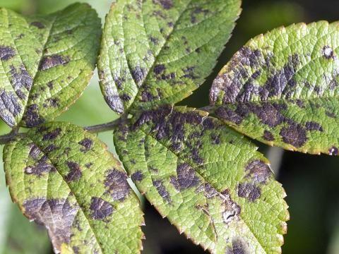 Fungi Attack on Leaves