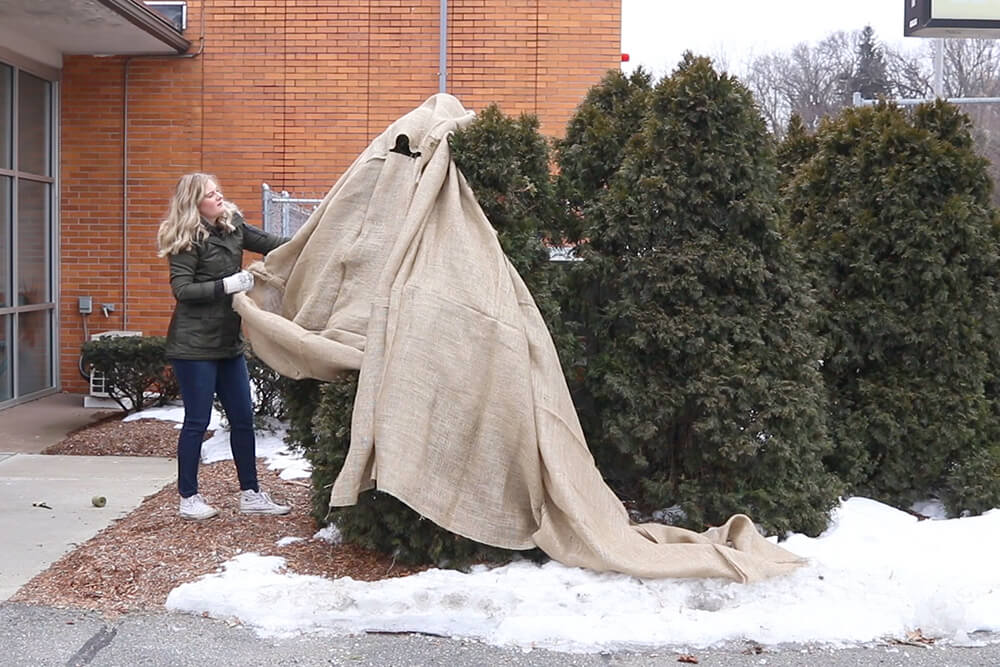 Woman wrapping tree in burlap