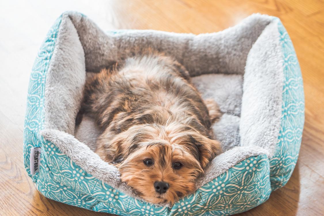 A cute dog resting on its pet bed