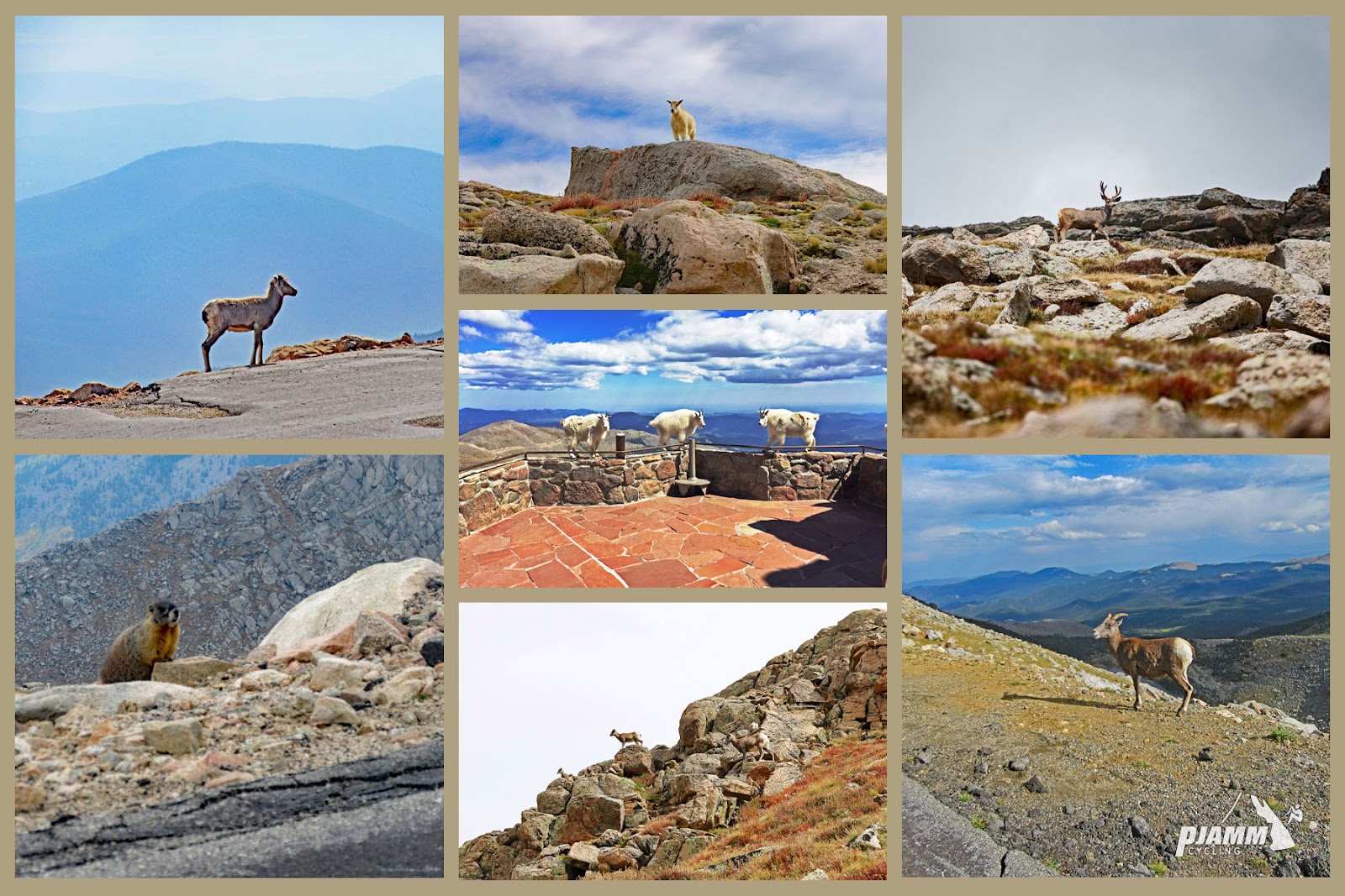 Mt Evans Rocky Mountain Bighorn Sheep