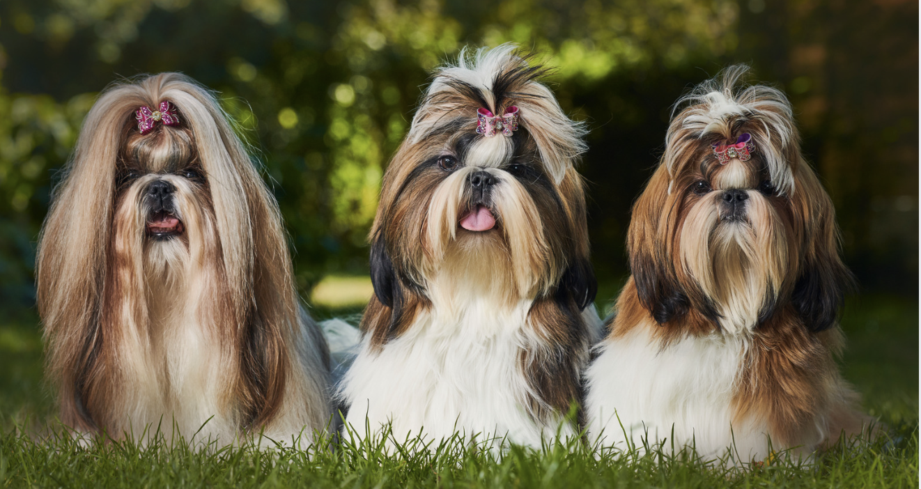 Three Shih Tzu in the grass