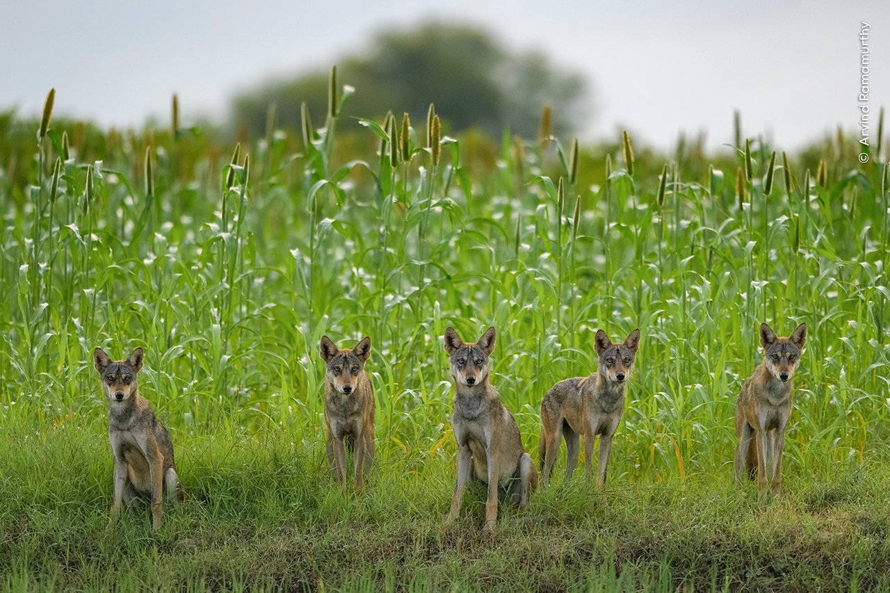 https://petapixel.com/assets/uploads/2024/11/%C2%A9-Arvind-Ramamurthy-Wildlife-Photographer-of-the-Year.jpg