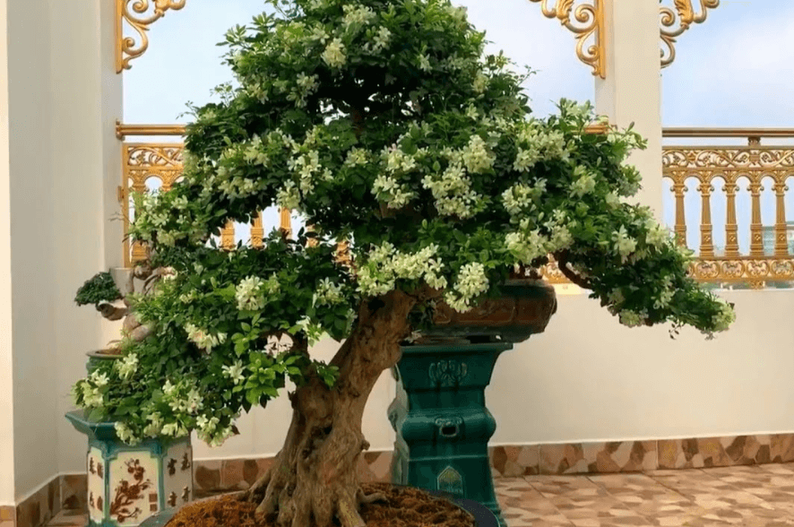 Cây Nguyệt Quế Bonsai