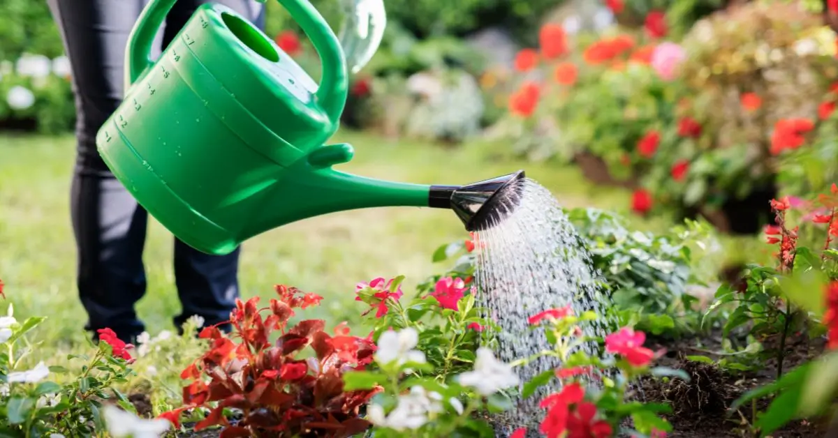Up-close shot of a gardener in gloves watering green plants with a green watering can. Watering can is among the basic essential garden tools every gardener must have