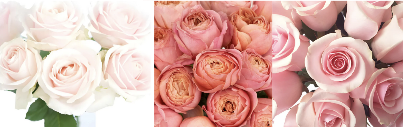 Shades of blush pink roses
