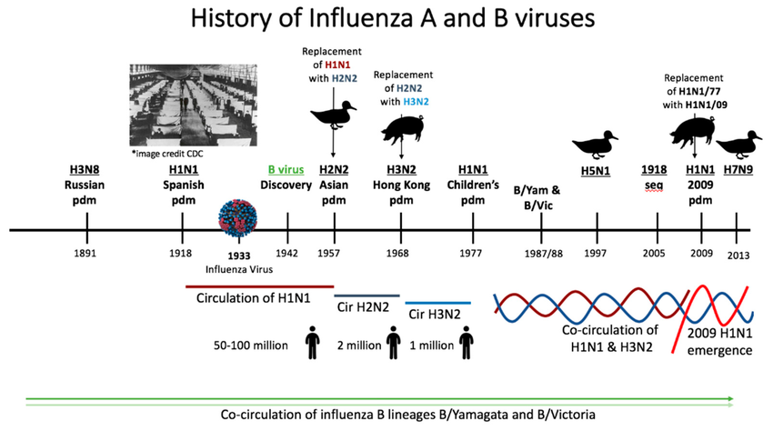 C:\Users\KimNgocSon-KhoaDuoc\Downloads\Timeline-of-the-history-of-influenza-virus-circulation-in-humans-since-1890s-The.png