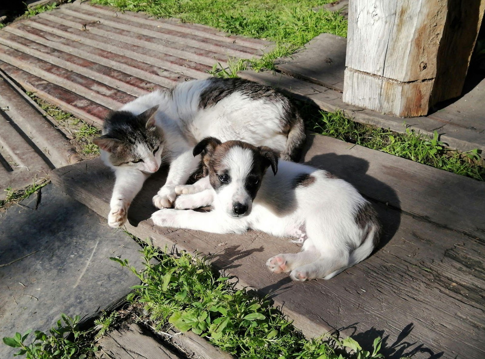 Heartwarming Cat-Dog Friendships That Will Restore Your Faith in Animals