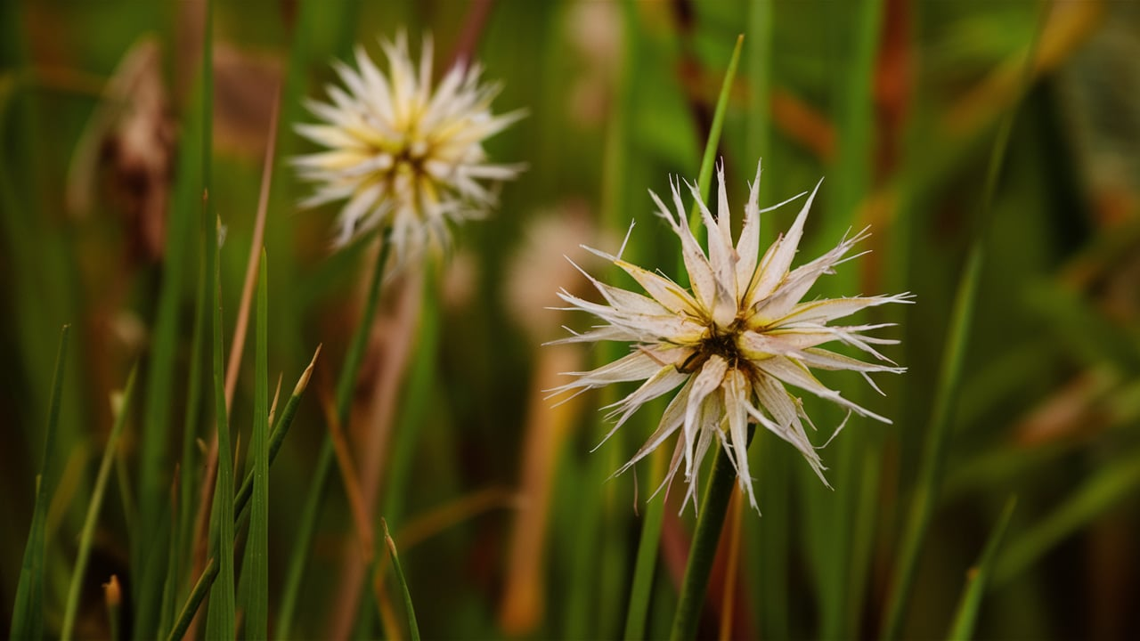 Something Shared by Wetlands and Woodwinds