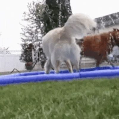 Doggy Splash Pad – 50% Off Sale