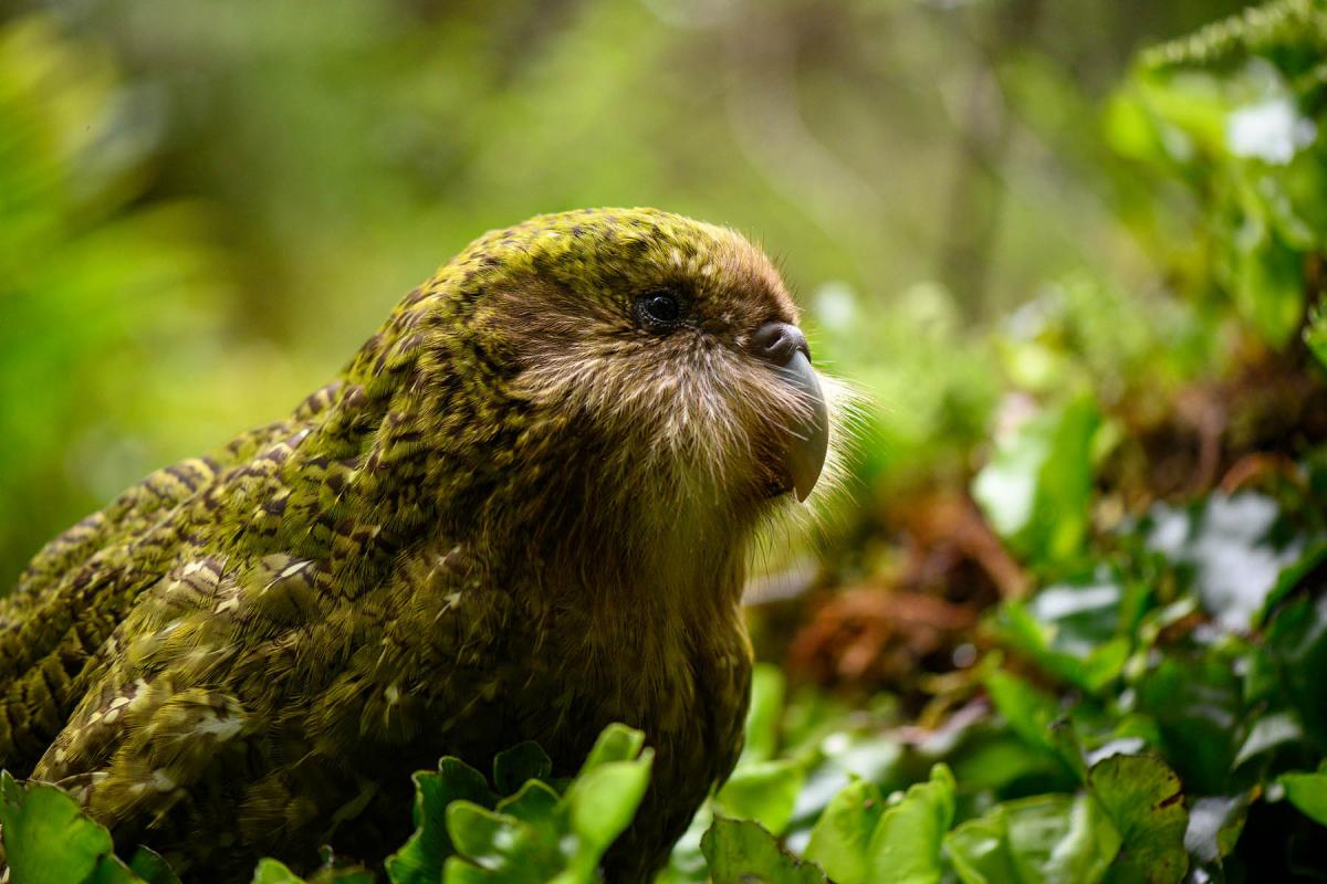 A kākāpō sits on the forest floor. 