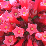 flowers name in punjabi with pictures
