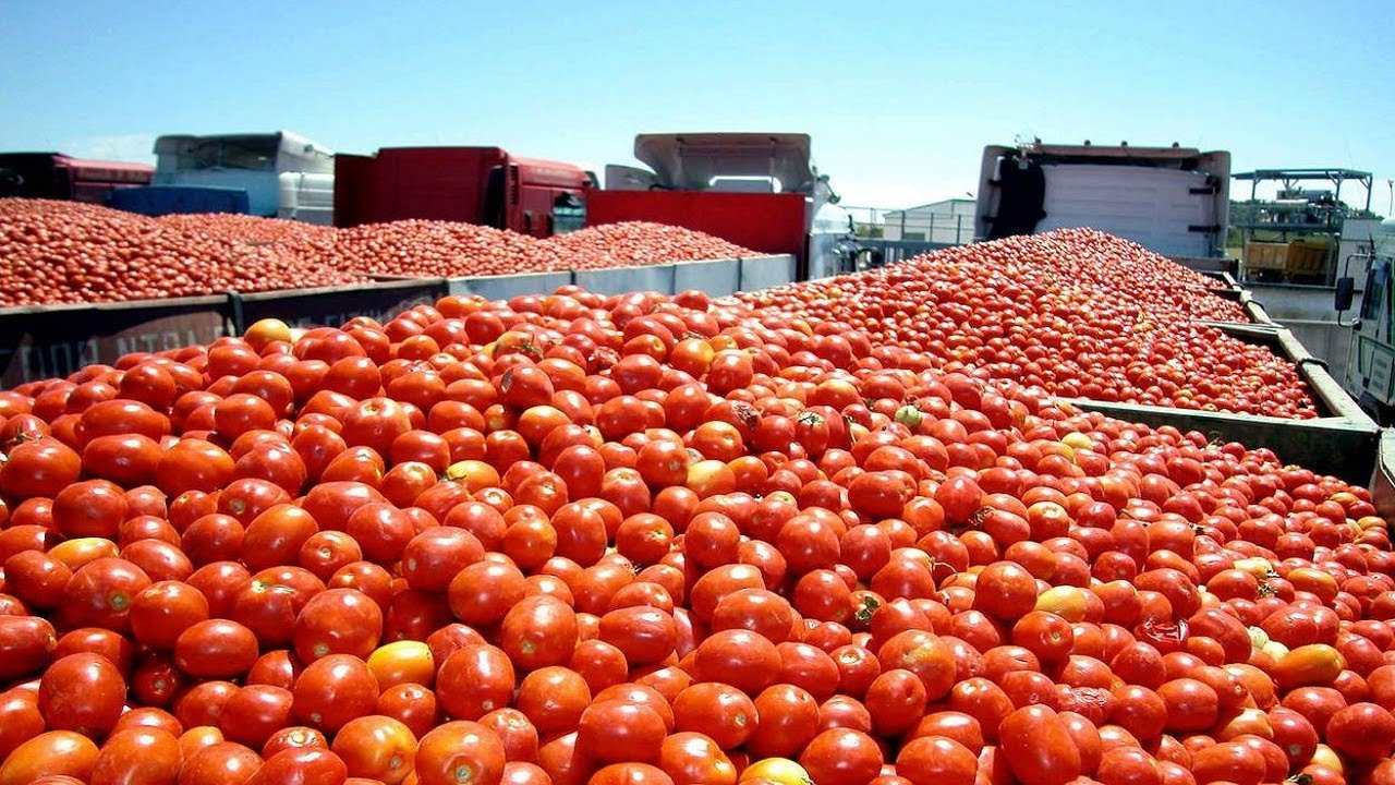 Harvesting Tomatoes