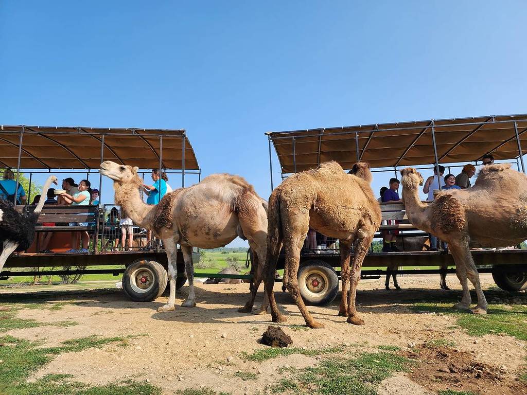 people feeding camels at Lake Geneva Safari