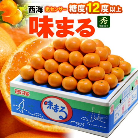 秋日成熟的長崎蜜柑