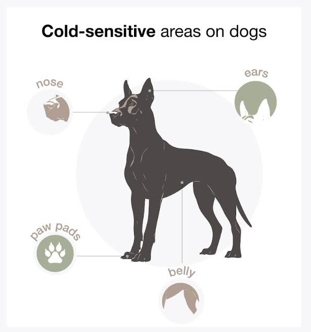 Image pointing to the sensitive areas on a dog