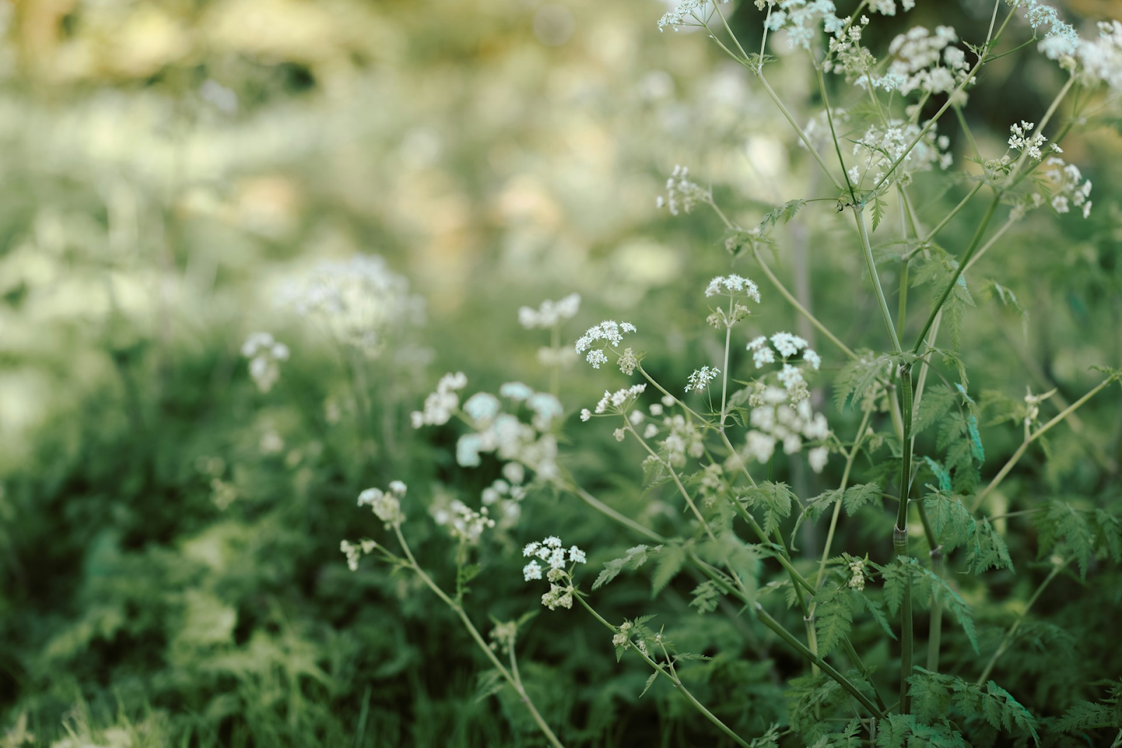 kill weeds down to the root - a photo of a grass