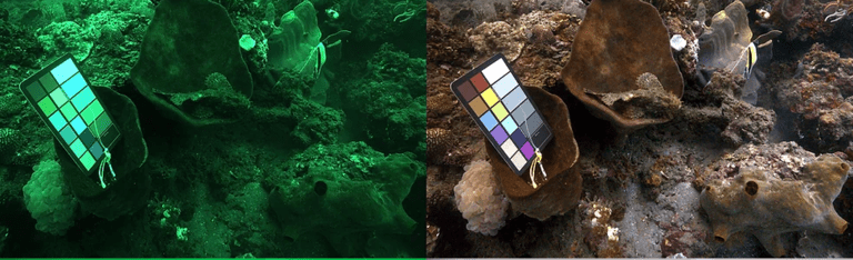 Understanding Sea-Thru: How It Works and Why It Matters 9 AD 4nXfkLSQMILtBUzLH1xBiiw6f7PUVgo9LiZiTYLhWoR1KG