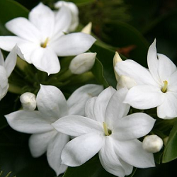 Jasminum Sambac Flower