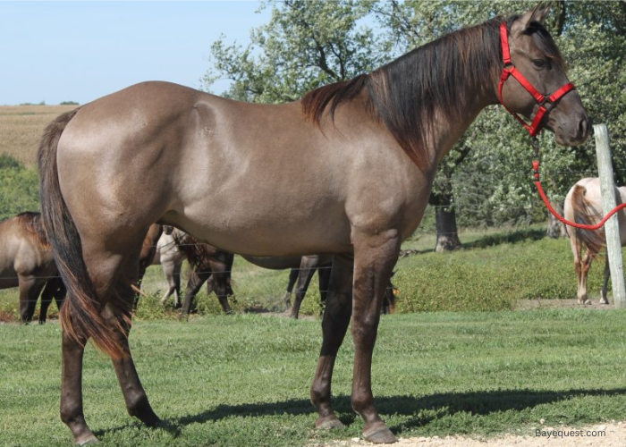 Grulla Horse Color Shades