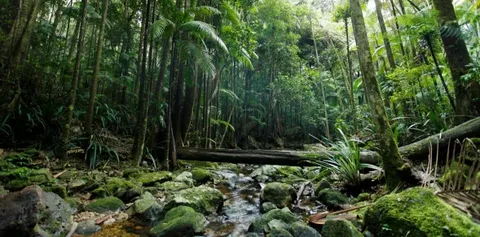 Lush green rainforest in St Lucia during the wet season