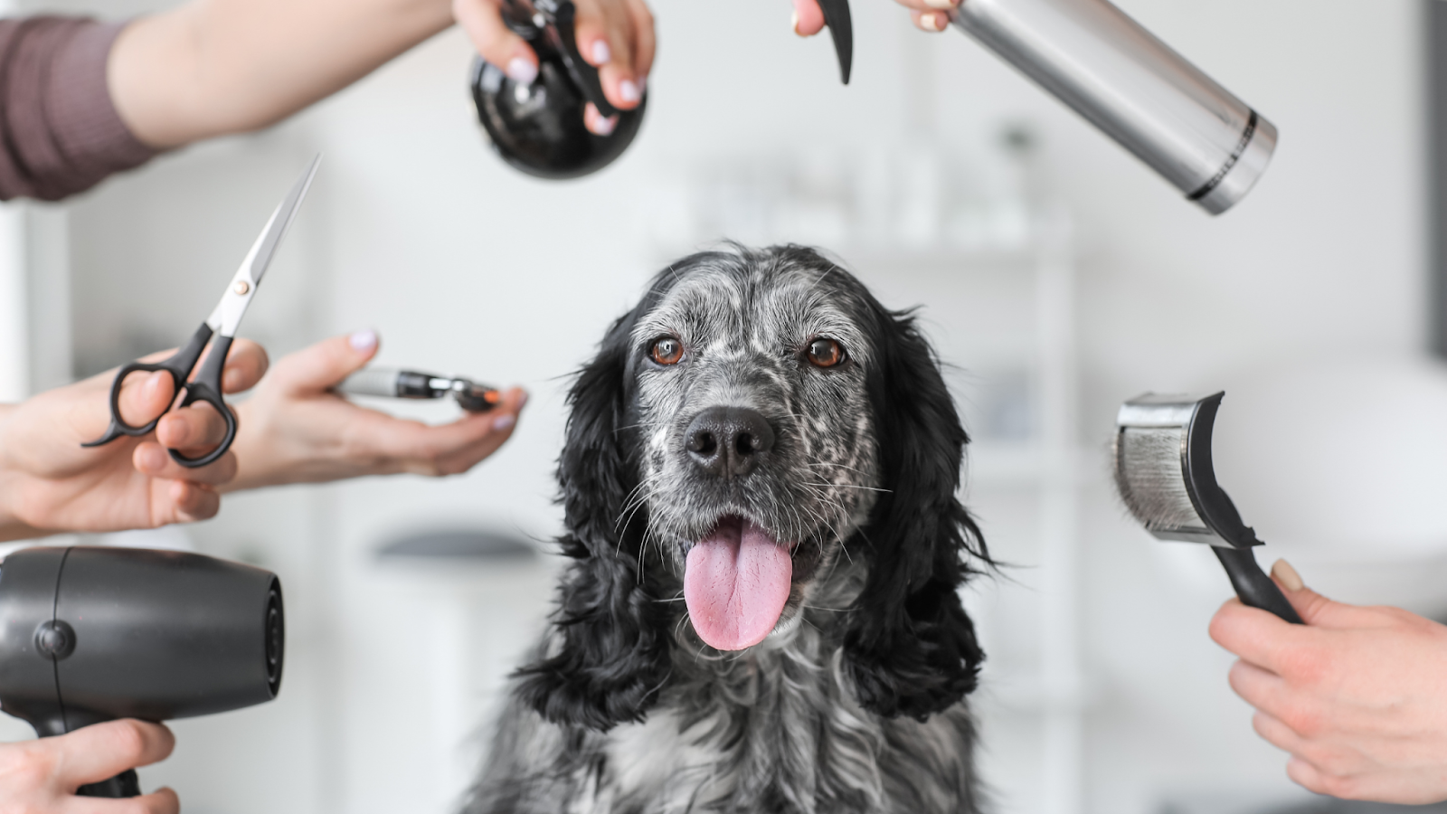 dog grooming instruments