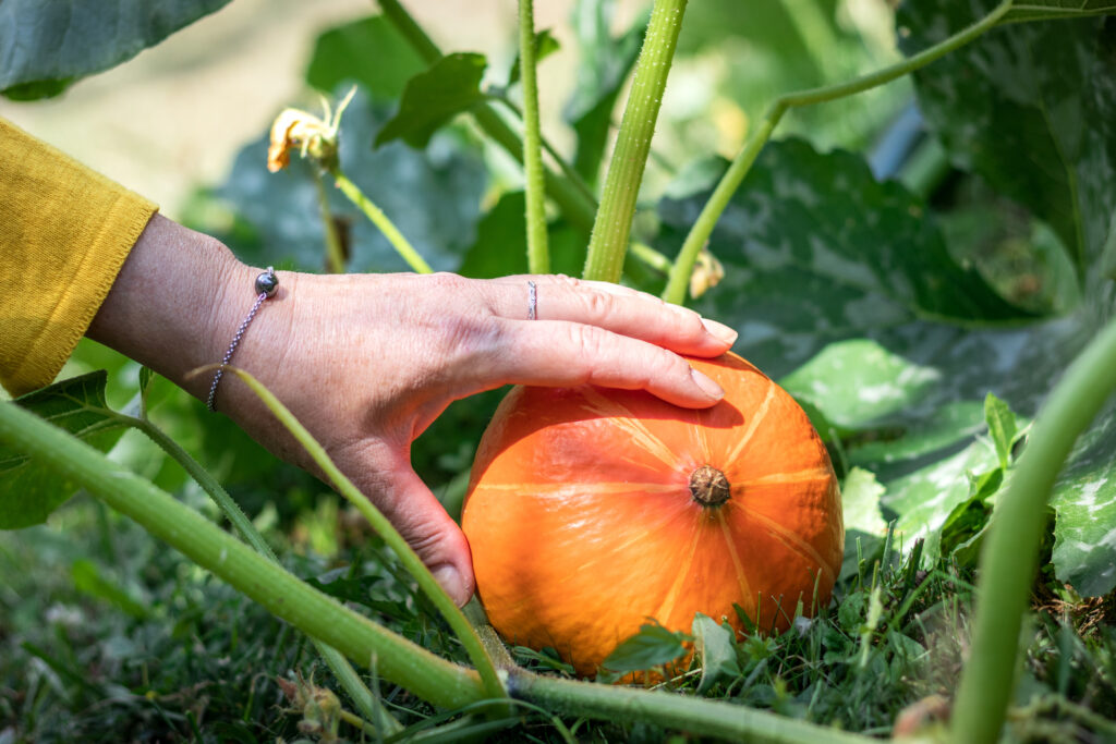 Harvesting Pumpkins