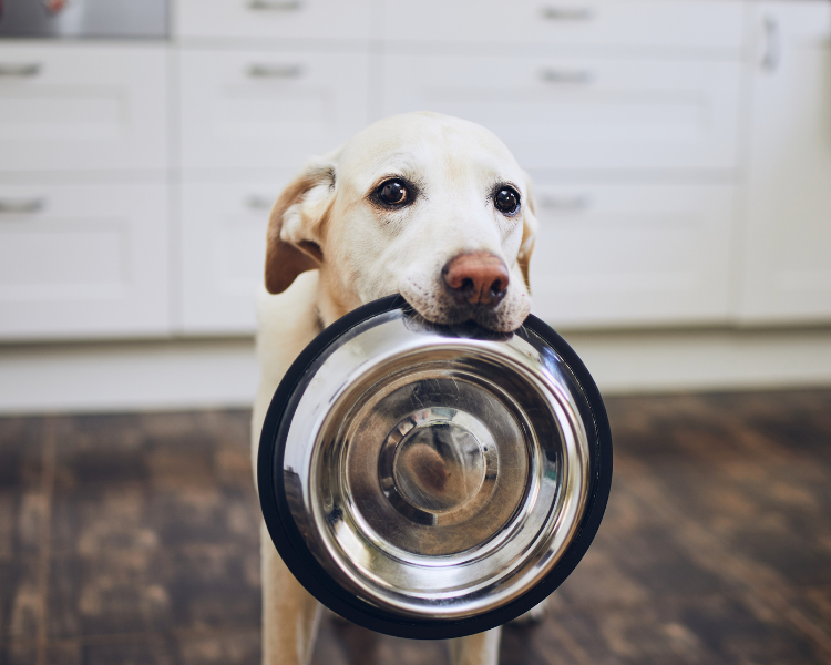 Dog-friendly flooring
