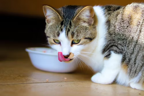 Gray and white cat eating from bowl