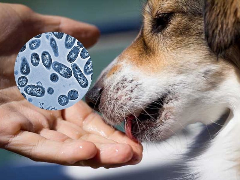5 Tác hại tiềm ẩn từ việc hôn hoặc để thú cưng liếm lên da 2