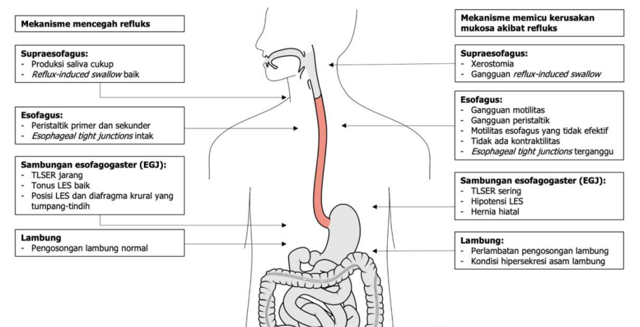 A diagram of the human digestive system  Description automatically generated