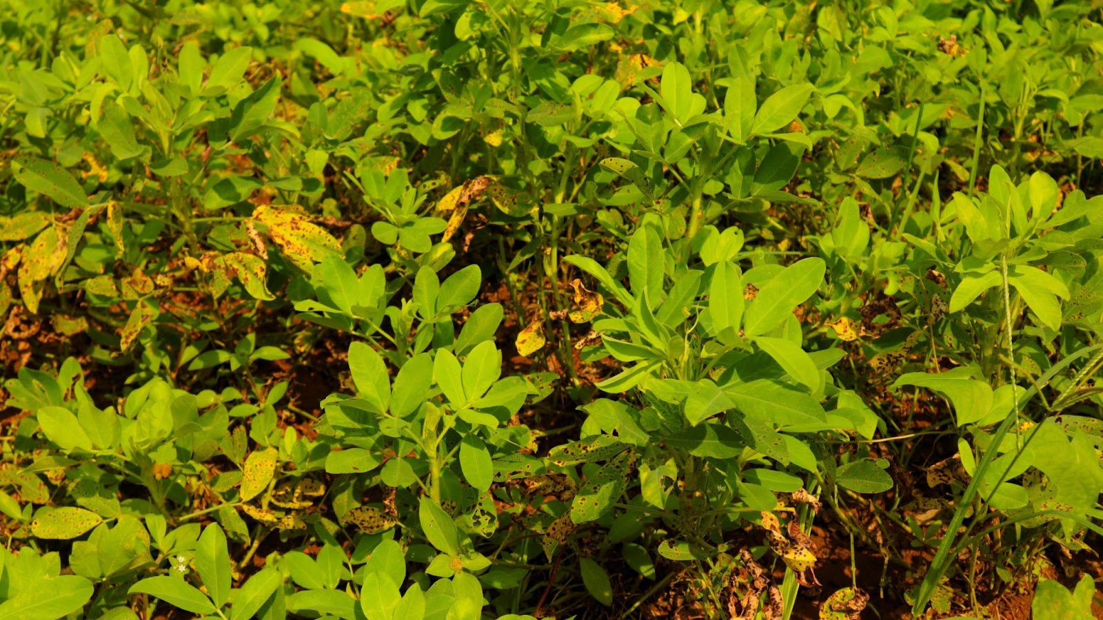 How Are Peanuts Grown?