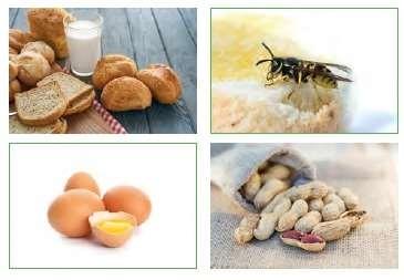 C:\Documents and Settings\Administrateur\Mes documents\pr-anaphylaxie-ursachenl.jpg