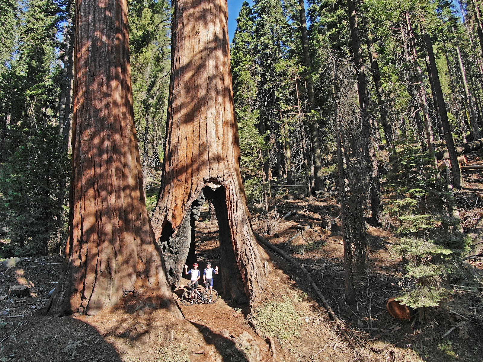 Bicycle California top bike climbs - cyclists riding through giant Sequoia Redwood tree