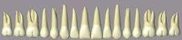 dents 1.jpg