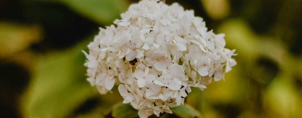 hortensia-border-plant