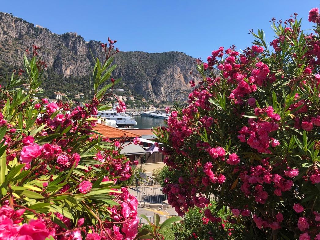 A pink flowers on a bush

Description automatically generated