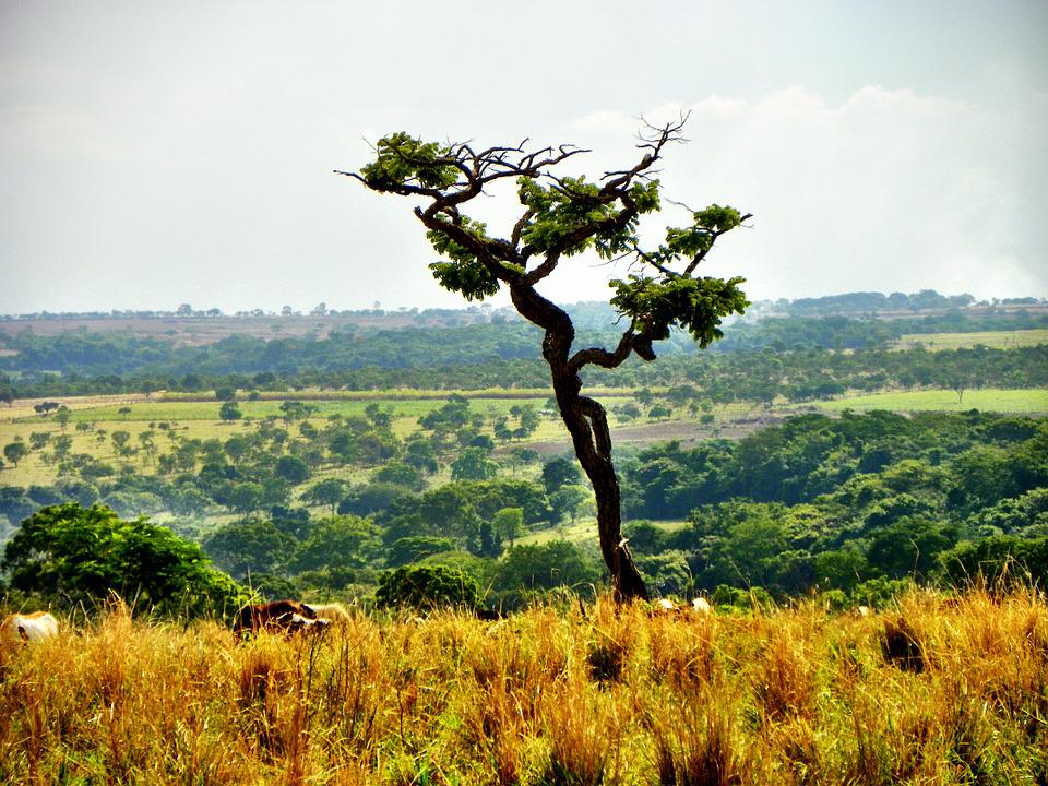 Imagem de uma área de vegetação no Cerrado